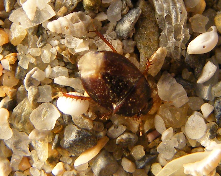 Byrsinus flavicornis o Aethus pilosus ?